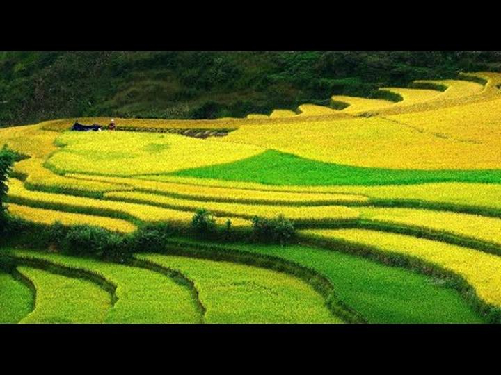 Xu hướng Loài cá kỳ lạ nhất châu Phi:: Hotspot Matrix tiết lộ bí quyết video viral