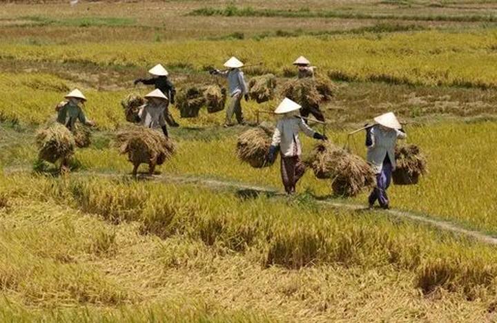 Áo sơ mi cổ bèo: Áo sơ mi cổ bèo là một trong những lỗi thời trong thời trang mà